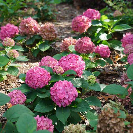 Hydrangea x 'SMNHSC'