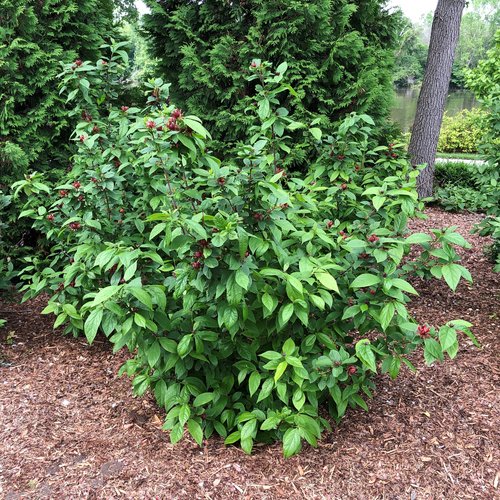 Calycanthus floridus 'SMNCAF'