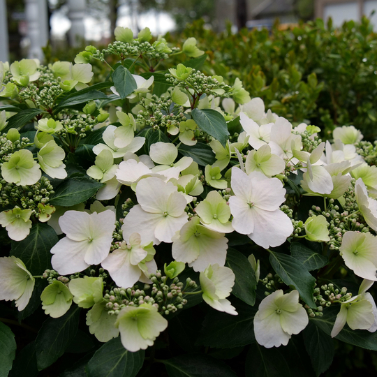 Hydrangea x 'USHYDO405'
