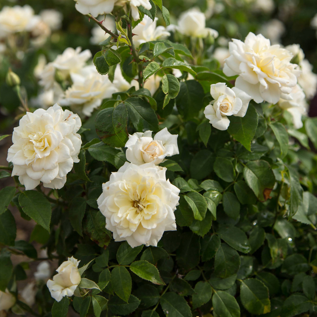 Rosa 'BAICHAM'