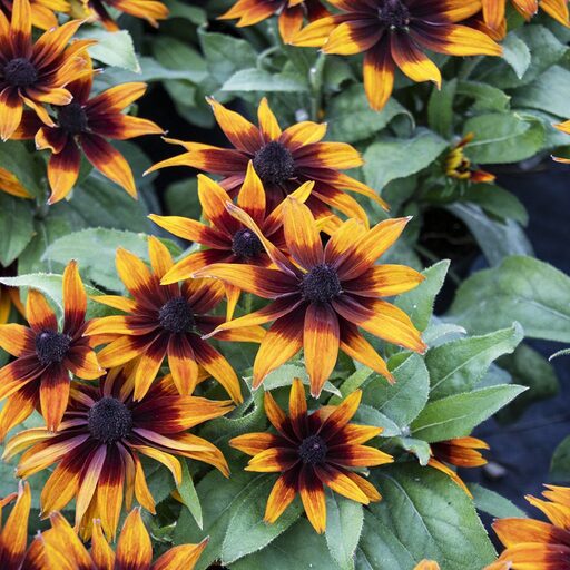 Rudbeckia 'Sunreef Summerina'