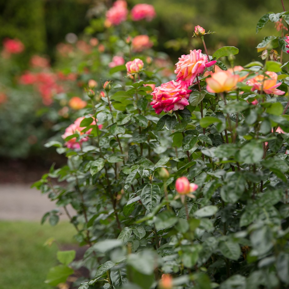 Rosa 'Baipeace'