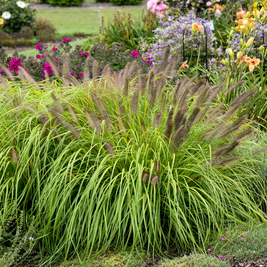 Pennisetum alopecuroides 'Lemon Squeeze'