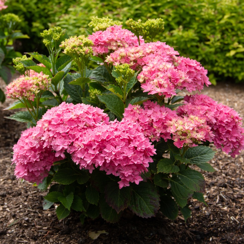 Hydrangea macrophylla 'Hortmafarfa'