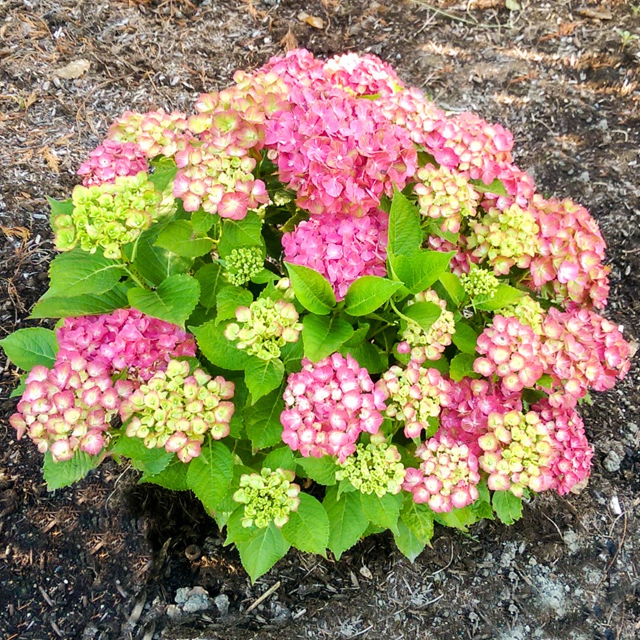 Hydrangea macrophylla 'QUFU'