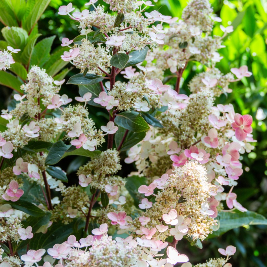Hydrangea paniculata 'HPOPR018'