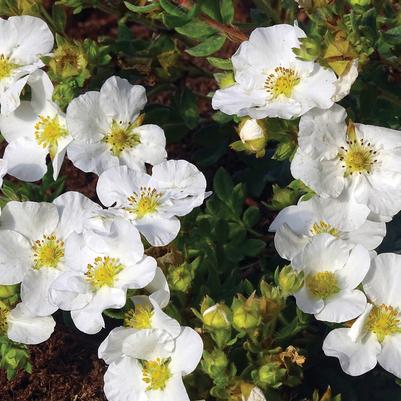 Potentilla fruticosa ‘Hachbianca’