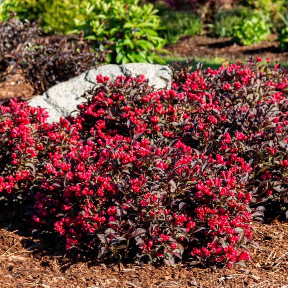 Weigela florida 'ZR1'