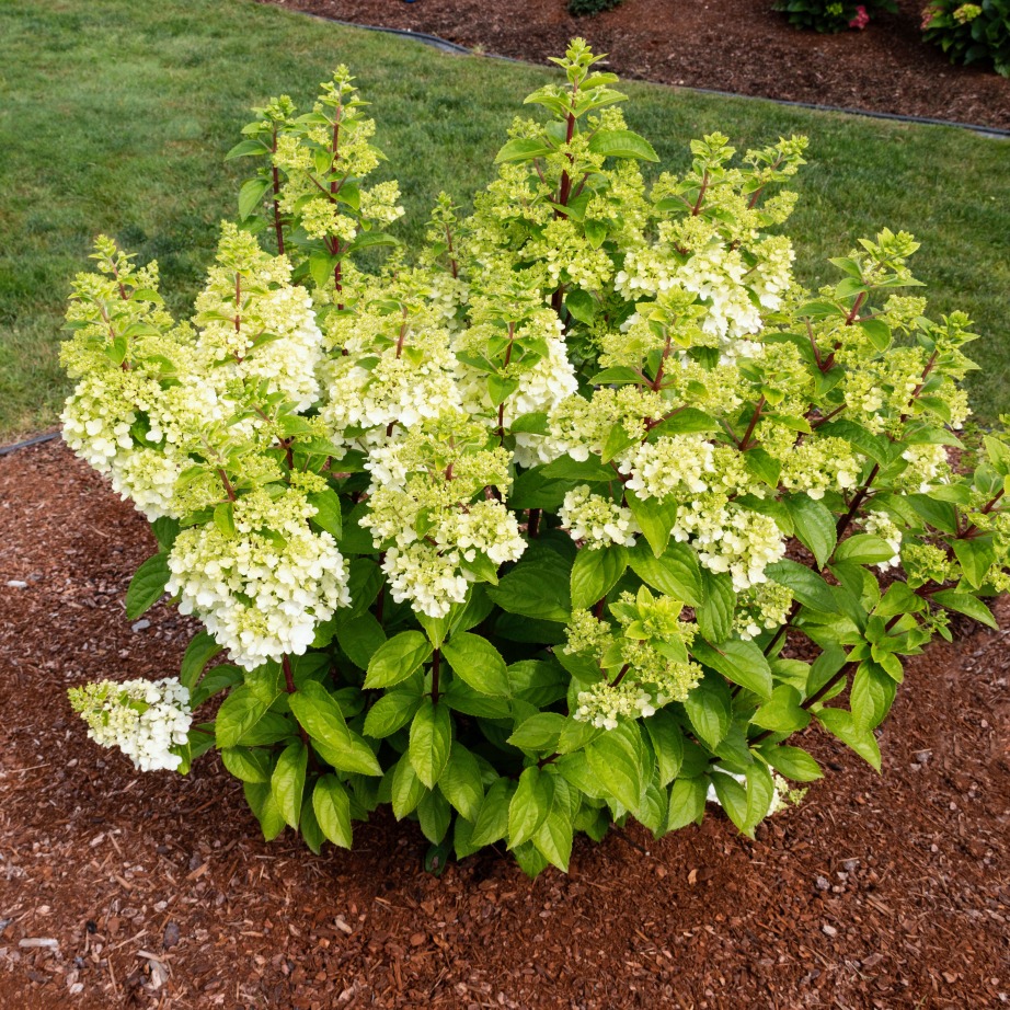 Hydrangea paniculata 'Kolmakilima'