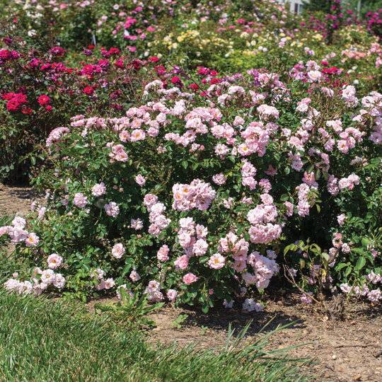 Rosa ‘Meifranjin’