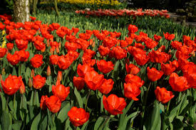 Tulipa Burning Embers (50/Bag)