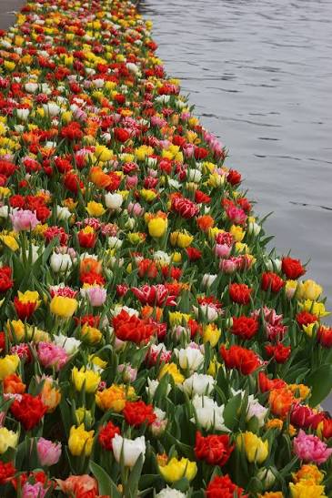 Tulipa Double Pleasure Mix (50/Bag)