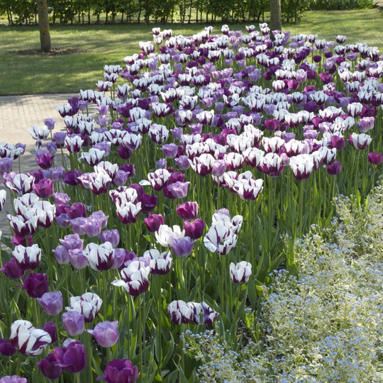 Tulipa Eye Catcher Mix