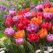 Tulipa Sunset Reflection Mix (50/Bag)