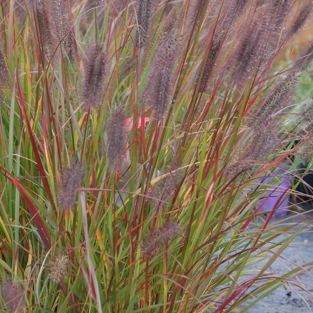Pennisetum alopecuroides 'Love and Rockets'