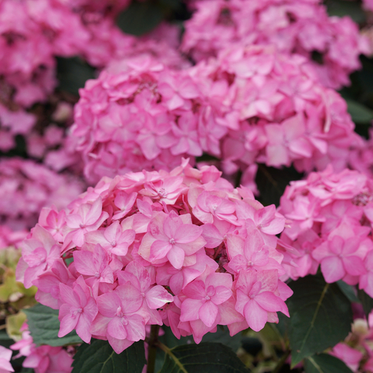 Hydrangea serrata 'SMNHSI'