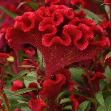 Celosia Twisted Red Currant