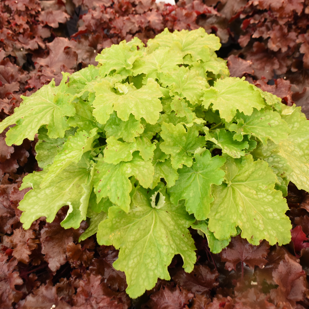 Heuchera 'Ball Gown'