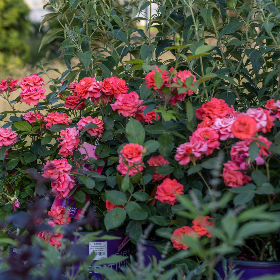 Rosa 'BAIDRE'