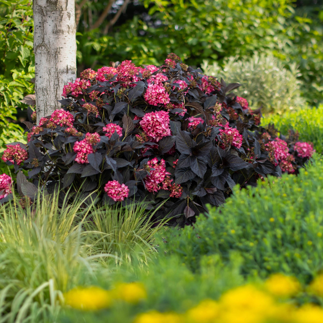 Hydrangea macrophylla 'Bailmacseven'
