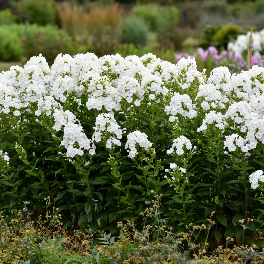 Phlox paniculata 'Backlight'