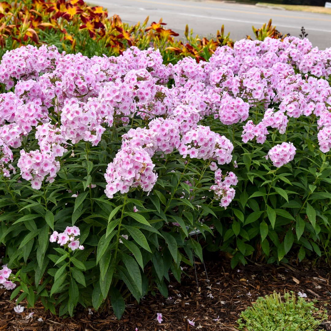 Phlox paniculata 'Opalescence'