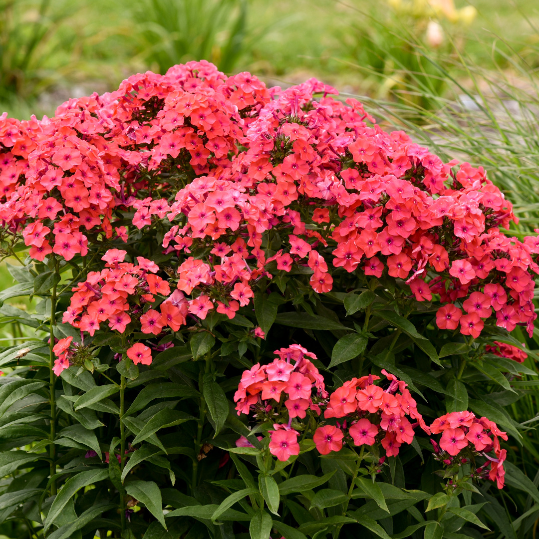 Phlox paniculata 'Sunset Coral'