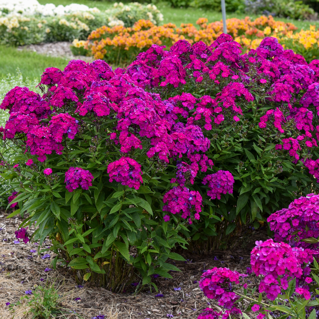 Phlox paniculata 'Ultraviolet'