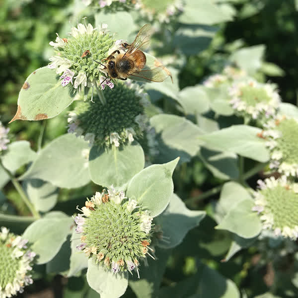 Pycnanthemum muticum (NGN)