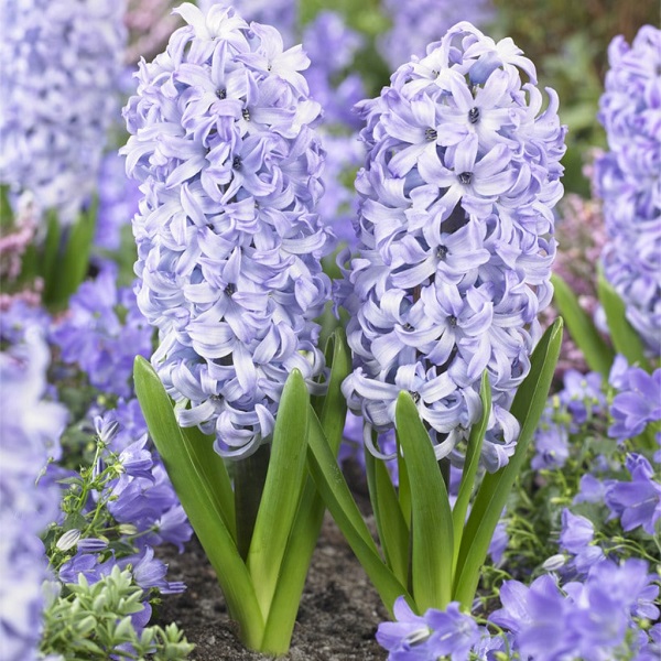 Hyacinth orientalis 'Chicago'