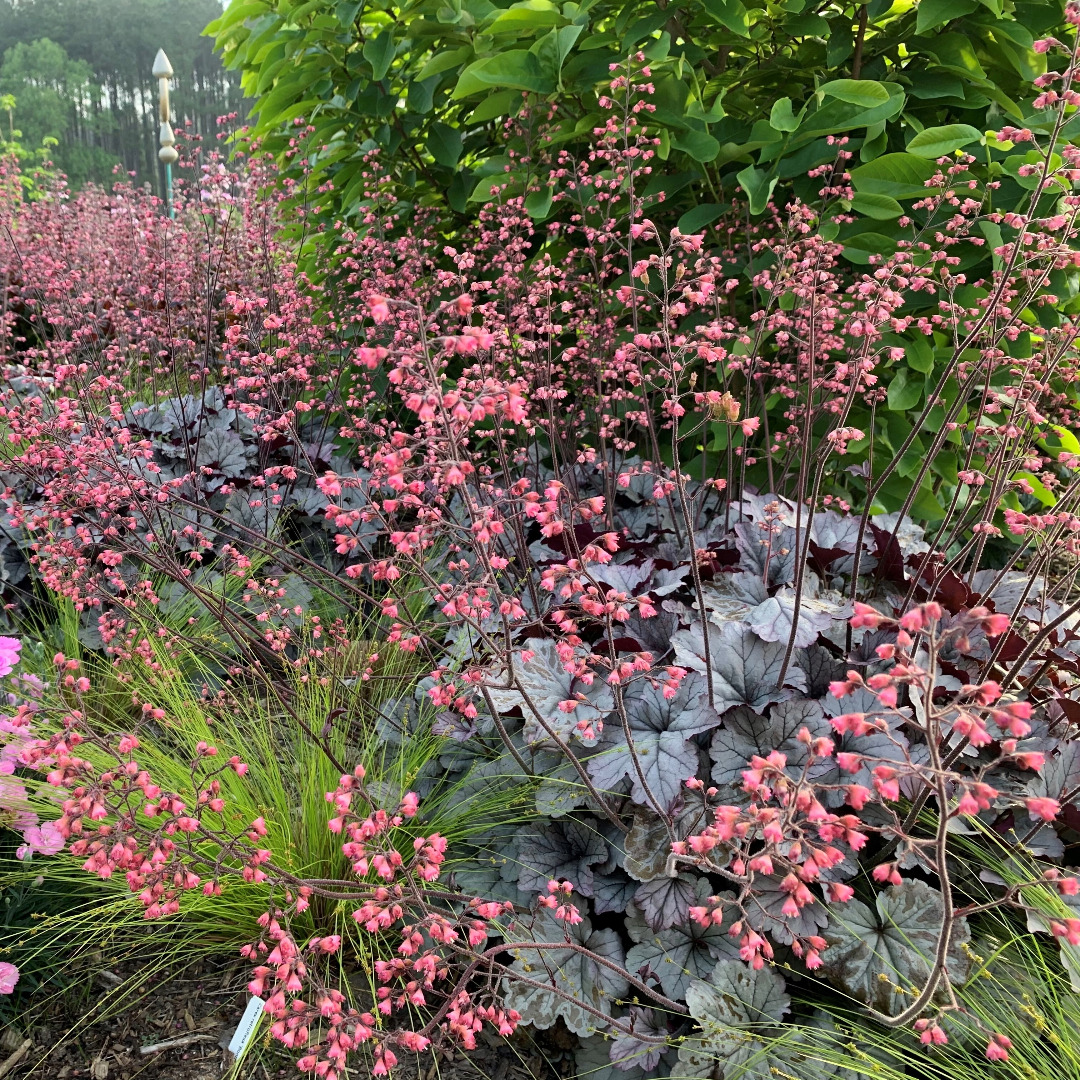 Heuchera 'Smoke and Mirrors'