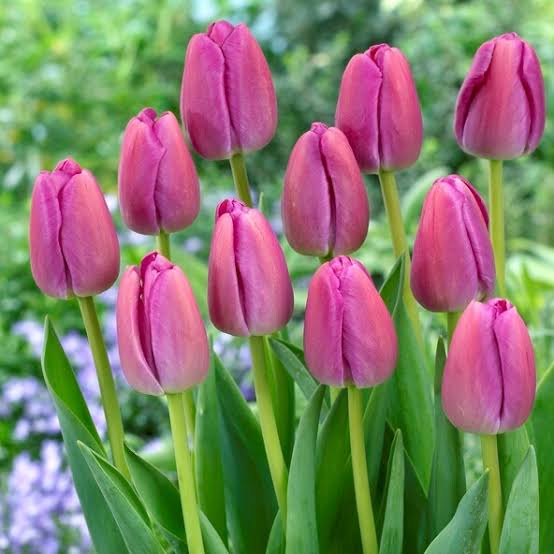 Tulipa 'Purple Pride' (50/Bag)