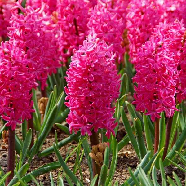 Hyacinth orientalis Jan Bos