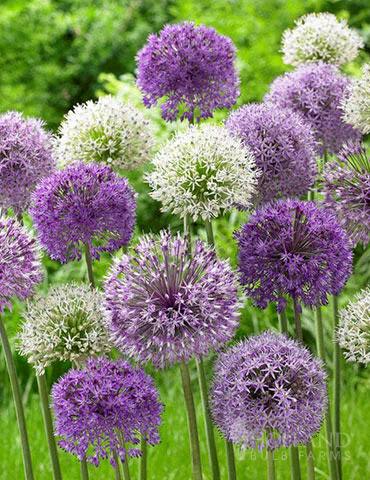 Allium 'Bubble Blend Mix' (50/Bag)