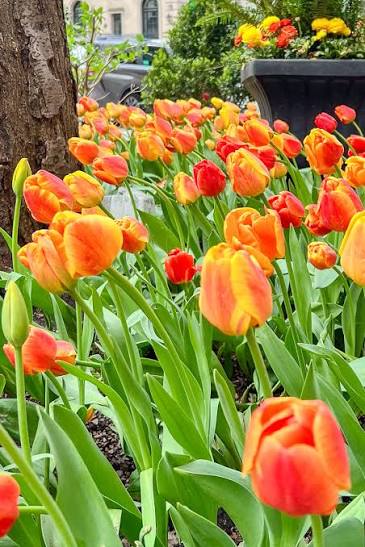 Tulipa The Magnificent Mile™ (50/Bag)