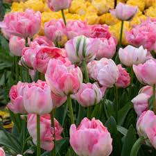 Tulipa 'Finola' (50/Bag)