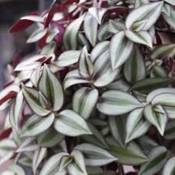 Wandering Jew - Variegated Purple & Silver
