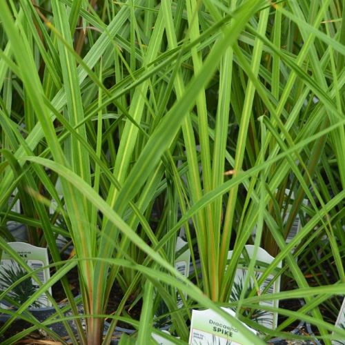 Dracaena Spike