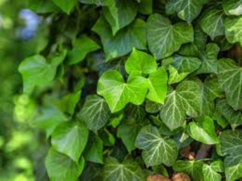 Ivy English - Green
