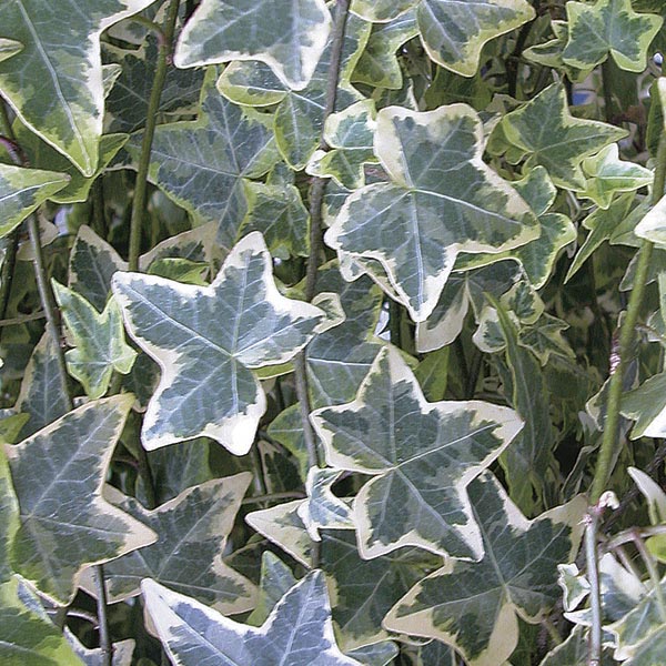 Ivy English - Variegated White