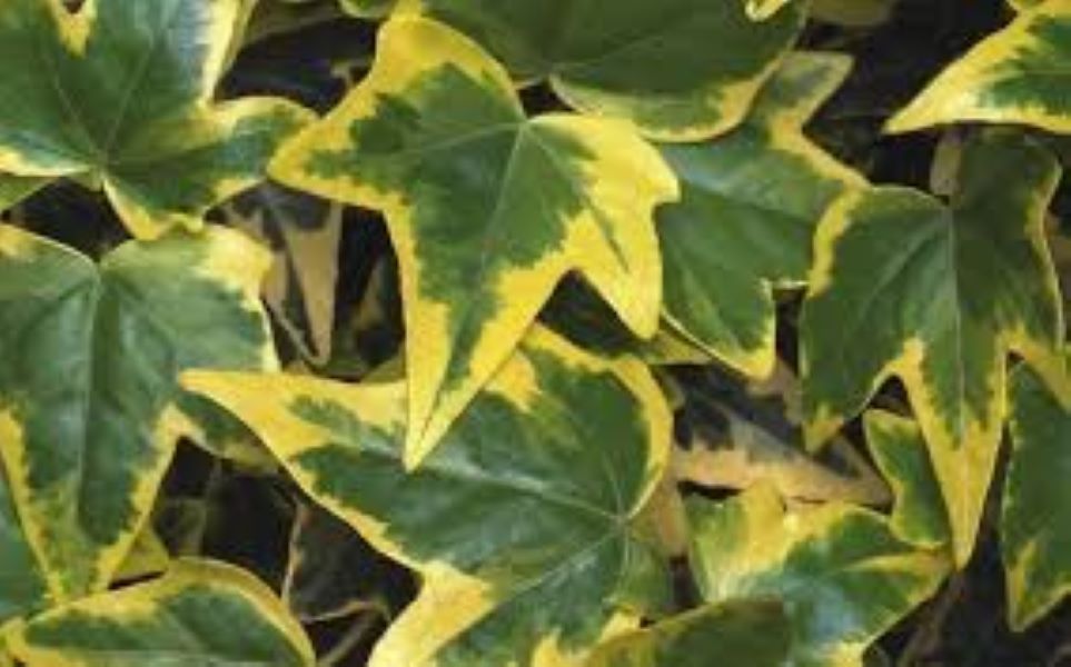 Ivy English - Variegated Yellow