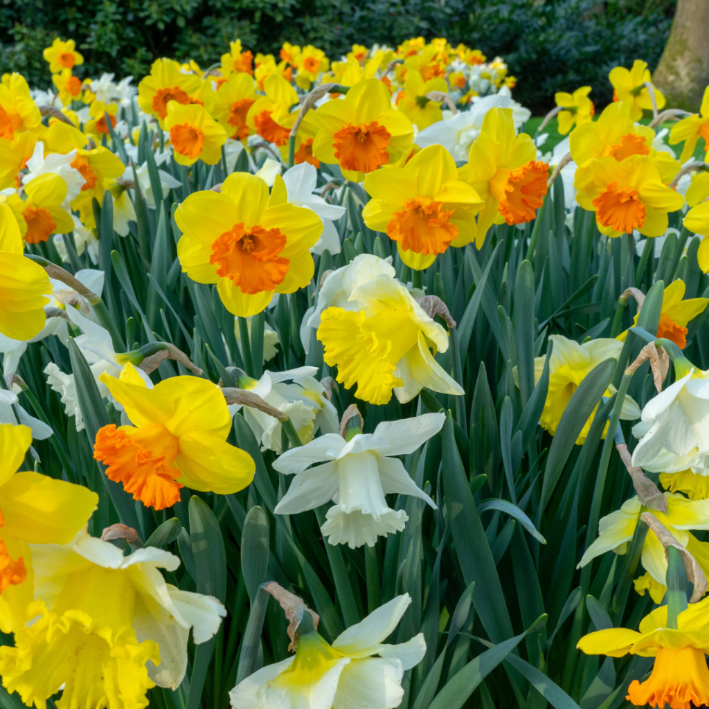 Narcissus 'All Spring Mix'