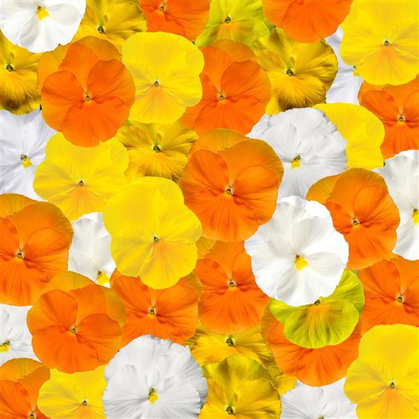 Pansy - Delta Pro 'Citrus Mix'
