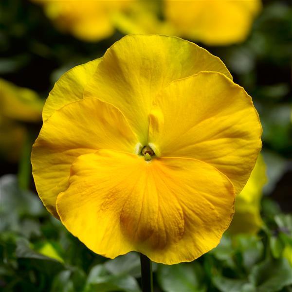 Pansy - Delta Pro 'Pure Yellow'