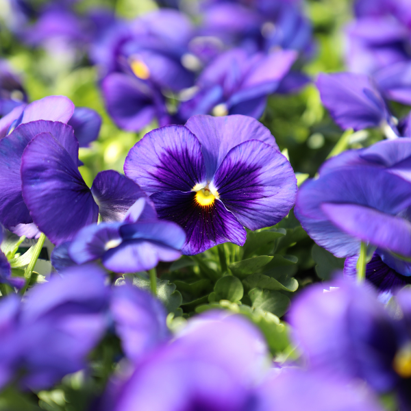 Pansy - Matrix 'Blue Blotch'