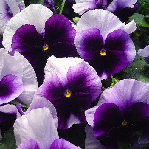 Pansy - Matrix 'Beaconsfield'