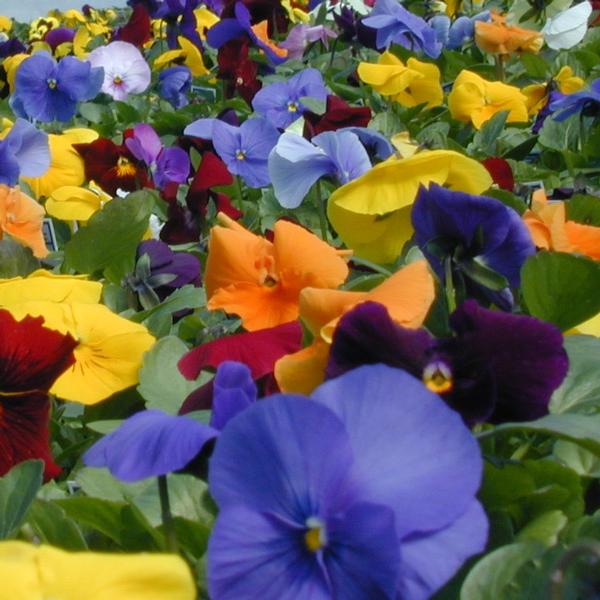 Pansy - Matrix 'Clear Mix'