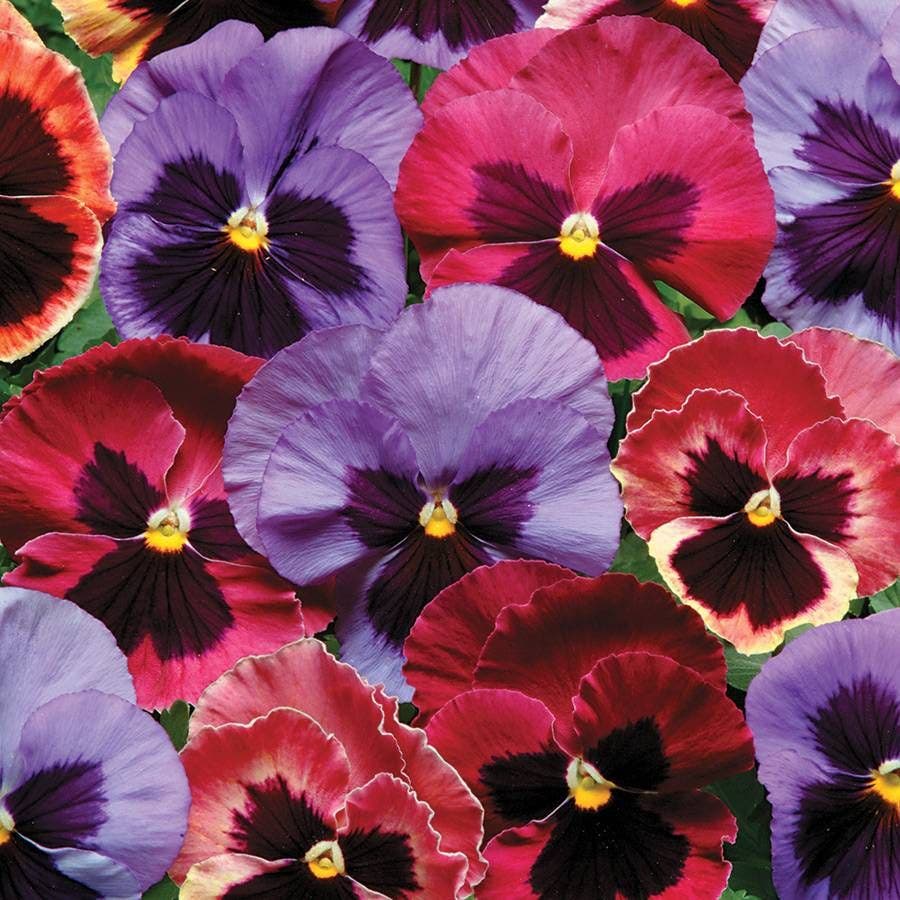 Pansy - Matrix 'Coastal Sunrise'