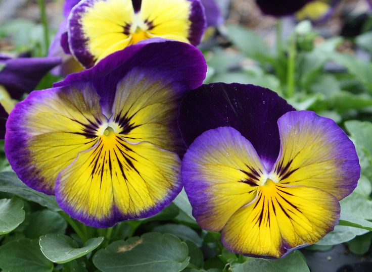 Pansy - Matrix 'Midnight Glow'