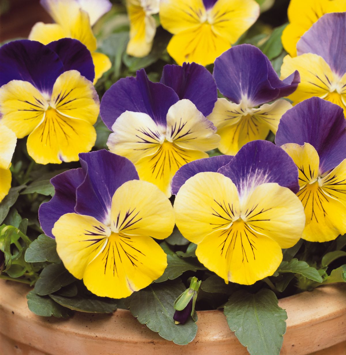 Pansy - Matrix 'Morpheus'